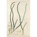 Manuel botanico Pl74 - Christian Schkuhr — quadro incorniciato alla parete