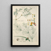 Manuel botanico Pl75 - Christian Schkuhr — quadro incorniciato alla parete
