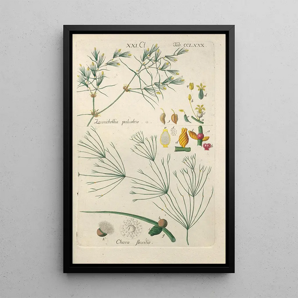 Manuel botanico Pl75 - Christian Schkuhr — quadro incorniciato alla parete