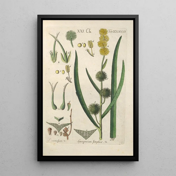 Manuel botanico Pl77 - Christian Schkuhr — quadro incorniciato alla parete