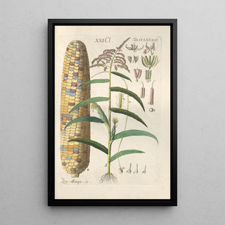 Christian Schkuhr - Botanisches Handbuch Pl78.webp