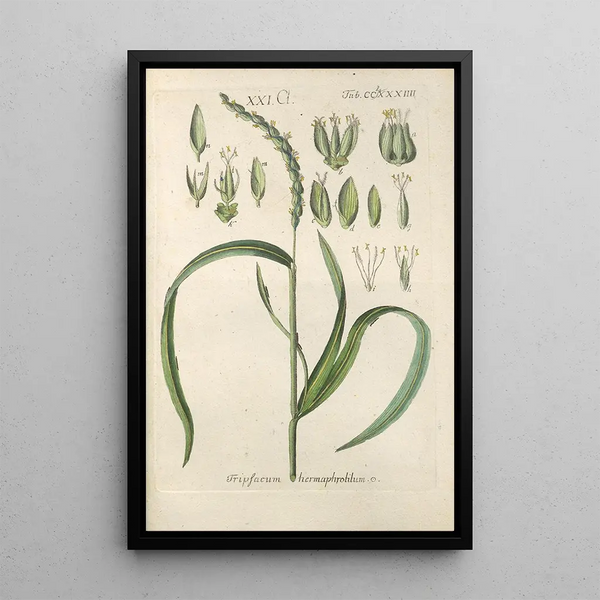 Manuel botanico Pl79 - Christian Schkuhr — quadro incorniciato alla parete