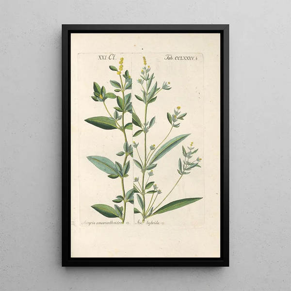 Manuel botanico Pl81 - Christian Schkuhr — quadro incorniciato alla parete