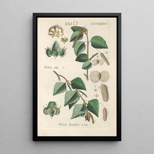 Manuel botanico Pl83 - Christian Schkuhr — quadro incorniciato alla parete