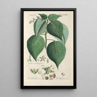 Christian Schkuhr - Botanisches Handbuch Pl84.webp