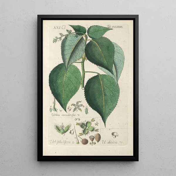 Manuel botanico Pl84 - Christian Schkuhr — quadro incorniciato alla parete