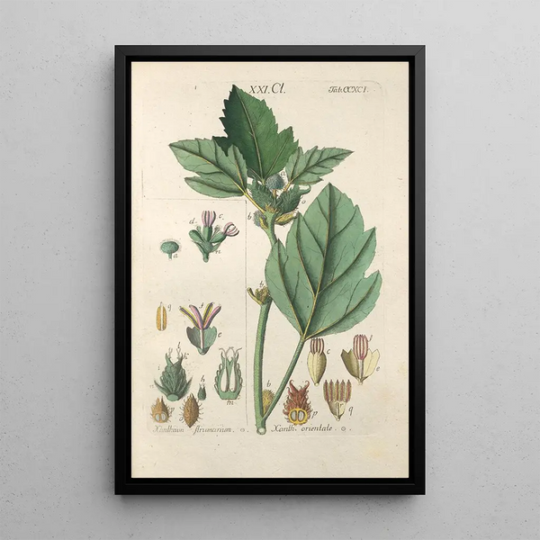 Manuel botanico Pl86 - Christian Schkuhr — quadro incorniciato alla parete