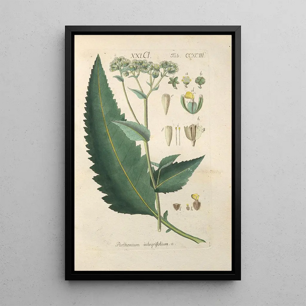 Manuel botanico Pl88 - Christian Schkuhr — quadro incorniciato alla parete