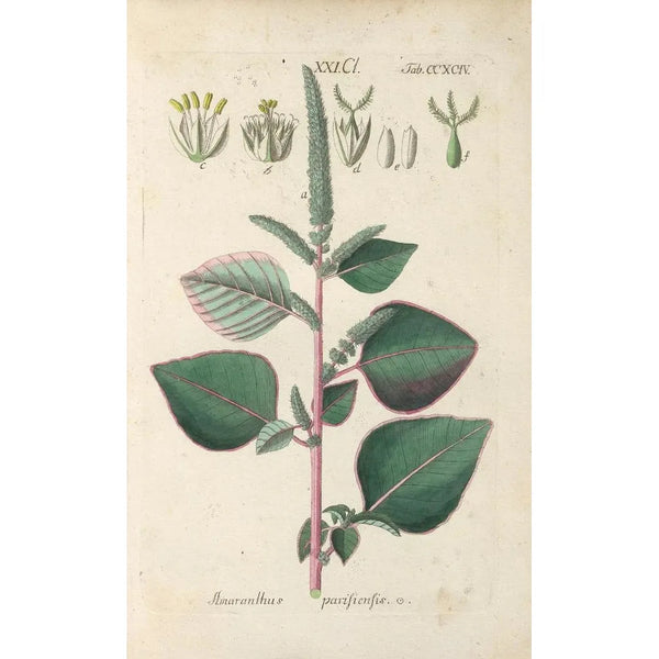 Manuel botanico Pl89 - Christian Schkuhr — quadro incorniciato alla parete