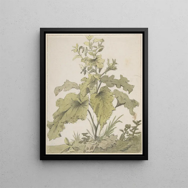 Studio di una pianta - Christian Wilhelm Ernst Dietrich — quadro incorniciato alla parete