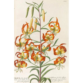 Christoph Jakob Trew - Plantae selectae.webp