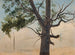 Albero solitario - Chrystian Breslauer — vista dell’opera