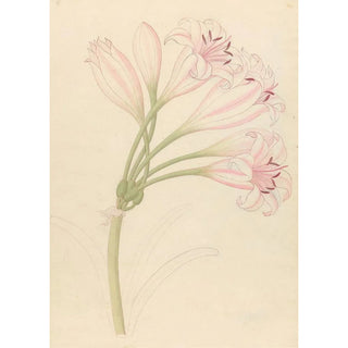 Clemenz Heinrich Wehdemann - Amarillis Crinum lineare.webp