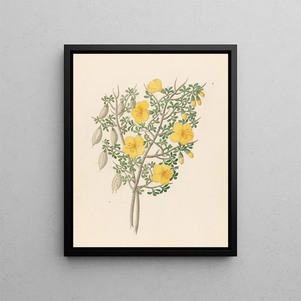 Bignonia Nova Espèce Rhigozum obovatum - Clemenz Heinrich Wehdemann — quadro incorniciato alla parete