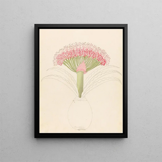 Clemenz Heinrich Wehdemann - Brunswigia Brunsvigia grandiflora.webp