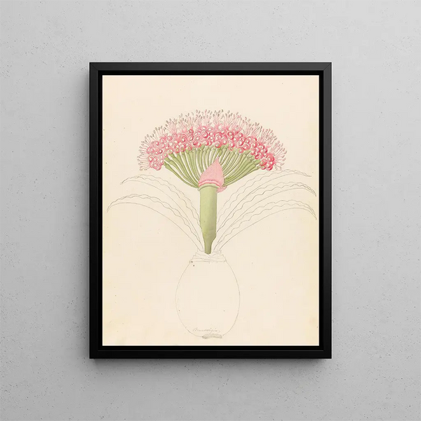 Brunswigia Brunsvigia grandiflora - Clemenz Heinrich Wehdemann — quadro incorniciato alla parete