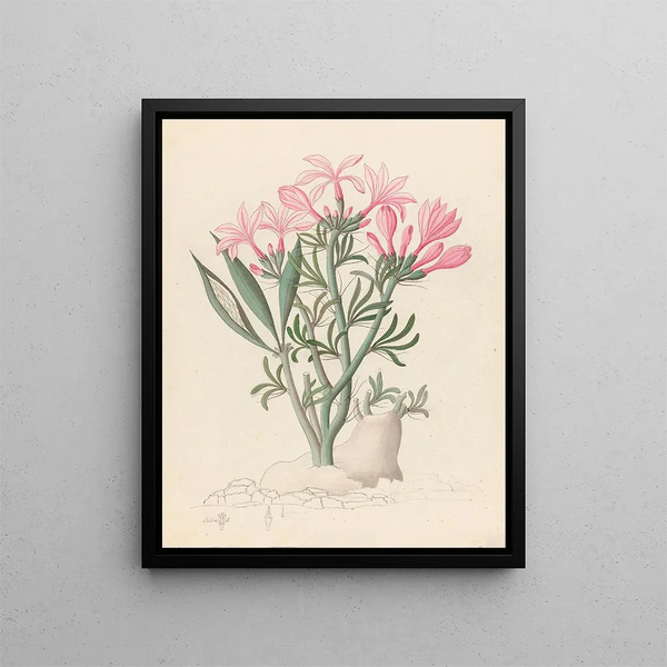 Céropégie ou Echites Pachypodium succulentum - Clemenz Heinrich Wehdemann — quadro incorniciato alla parete