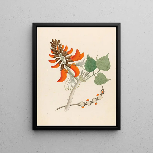 Erythrina caffra - Clemenz Heinrich Wehdemann — quadro incorniciato alla parete