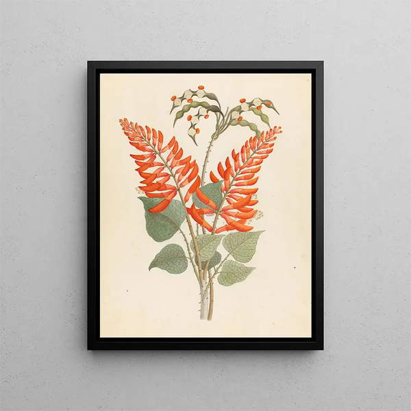Erythrina Nov Espèce Erythrina humeana - Clemenz Heinrich Wehdemann — quadro incorniciato alla parete