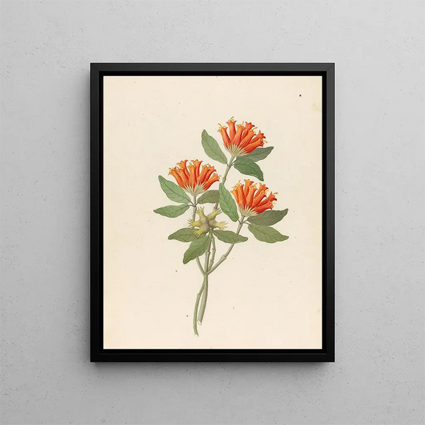 Gardenia Nova Sp. Burchellia bubalina - Clemenz Heinrich Wehdemann — quadro incorniciato alla parete