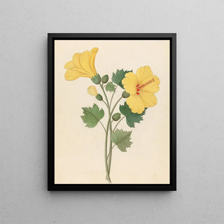Clemenz Heinrich Wehdemann - Hibiscus Hibiscus calyphyllus.webp
