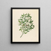 Jasminum angulare - Clemenz Heinrich Wehdemann — quadro incorniciato alla parete