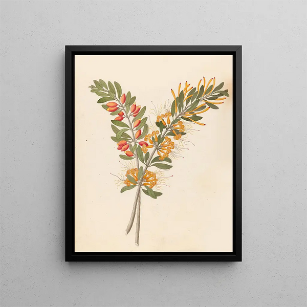 Loranthus N Sp Moquiniella rubra - Clemenz Heinrich Wehdemann — quadro incorniciato alla parete