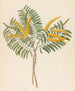Mimosa Acacia caffra - Clemenz Heinrich Wehdemann — vista dell’opera