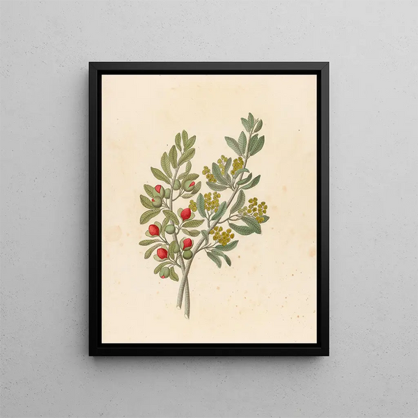 Octandria Monog Pappea capensis - Clemenz Heinrich Wehdemann — quadro incorniciato alla parete