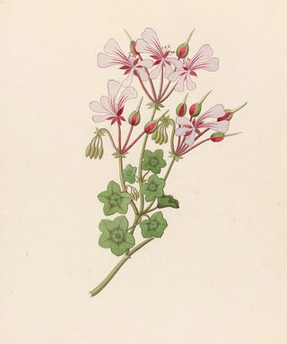 Clemenz Heinrich Wehdemann - Pelargonium peltatum.webp