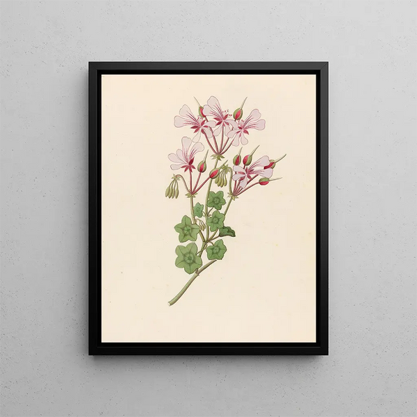 Pélargonium peltatum - Clemenz Heinrich Wehdemann — quadro incorniciato alla parete