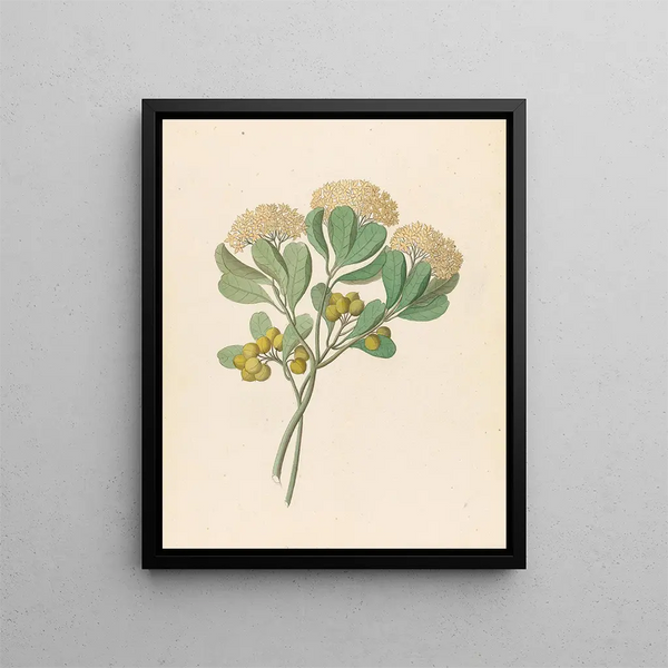 Pentandria Mon Pittosporum viridiflorum - Clemenz Heinrich Wehdemann — quadro incorniciato alla parete