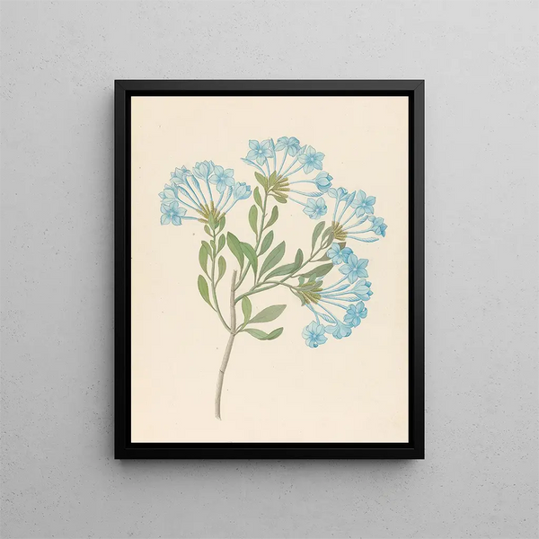 Plumbago capensis Plumbago auriculata - Clemenz Heinrich Wehdemann — quadro incorniciato alla parete