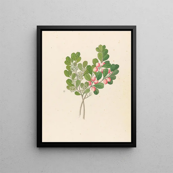 Rhamnus Cassine aethiopica Mystroxylon aethiopicum - Clemenz Heinrich Wehdemann — quadro incorniciato alla parete