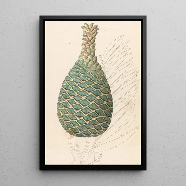 Riproduzione del dipinto Zamia caffra Encephalartos altensteinii cono femminile - Clemenz Heinrich Wehdemann