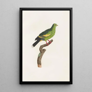 Coenraad Jacob Temminck - Les pigeons Pl11.webp