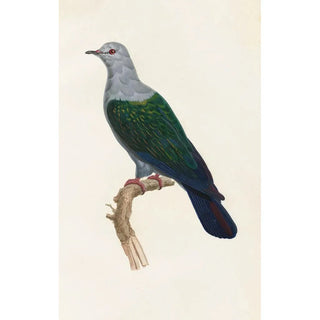 Coenraad Jacob Temminck - Les pigeons Pl15.webp