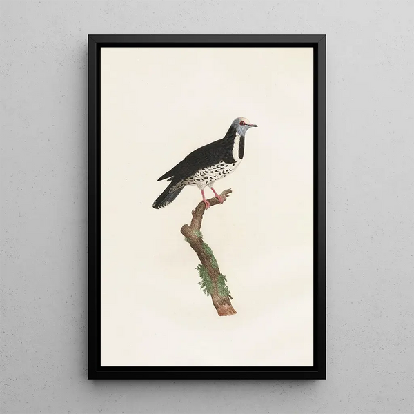I colombi Pl17 - Coenraad Jacob Temminck — quadro incorniciato alla parete