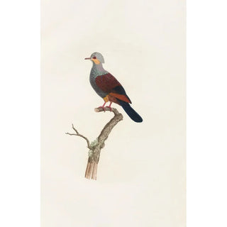 Coenraad Jacob Temminck - Les pigeons Pl20.webp