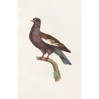 Coenraad Jacob Temminck - Les pigeons Pl29.webp