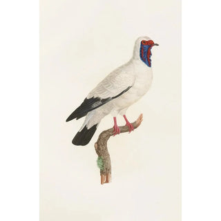Coenraad Jacob Temminck - Les pigeons Pl32.webp