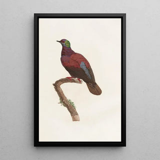 Coenraad Jacob Temminck - Les pigeons Pl35.webp