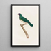 I colombi Pl40 - Coenraad Jacob Temminck — quadro incorniciato alla parete