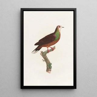 Coenraad Jacob Temminck - Les pigeons Pl43.webp