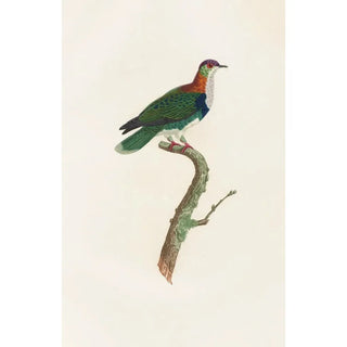 Coenraad Jacob Temminck - Les pigeons Pl45.webp
