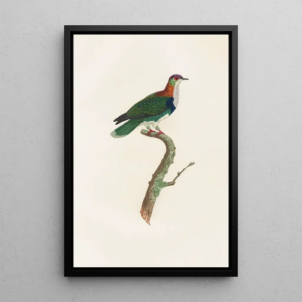 I colombi Pl45 - Coenraad Jacob Temminck — quadro incorniciato alla parete