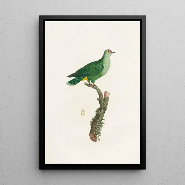 I colombi Pl46 - Coenraad Jacob Temminck — quadro incorniciato alla parete