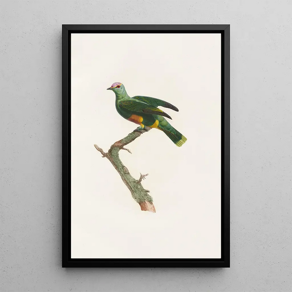 I colombi Pl47 - Coenraad Jacob Temminck — quadro incorniciato alla parete