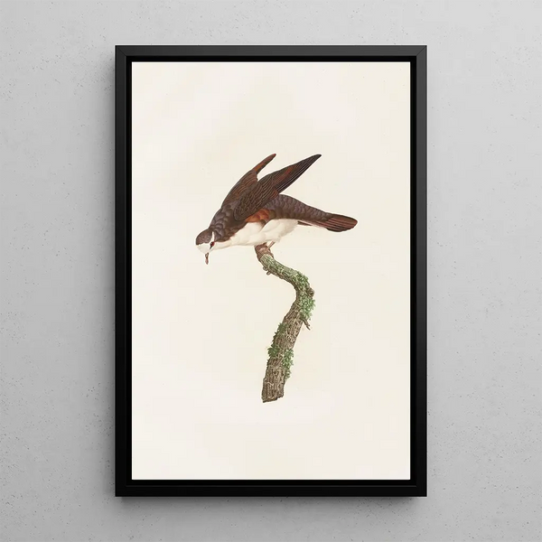 Riproduzione del dipinto Les pigeons Pl48 - Coenraad Jacob Temminck