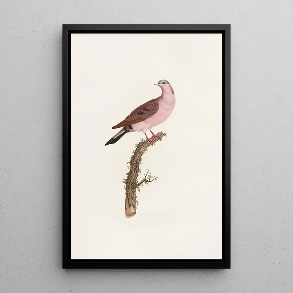 Riproduzione del dipinto Les pigeons Pl50 - Coenraad Jacob Temminck